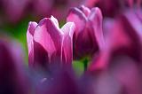 Purple Tulips_53525